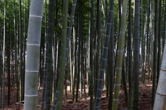 Phyllostachys edulis