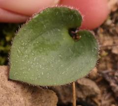 Eriospermum pubescens