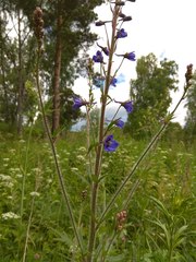 Delphinium retropilosum