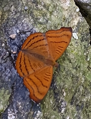 Pseudergolis wedah