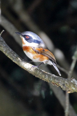 Batis capensis capensis