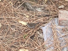 Thryomanes bewickii calophonus