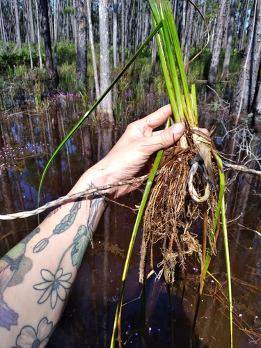 broadfruit horned beaksedge (Rhynchospora careyana)