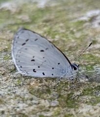Udara albocaerulea