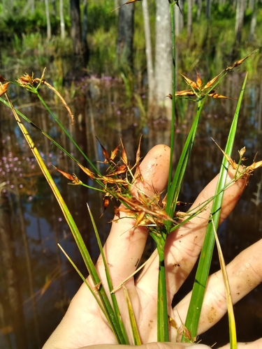 Image of Rhynchospora careyana by (c) Scott Ward, some rights reserved (CC BY)