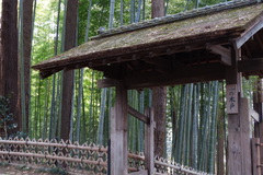 Phyllostachys edulis