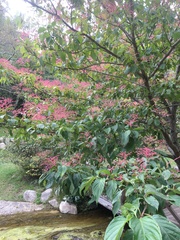 Viburnum