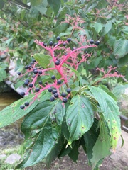 Viburnum