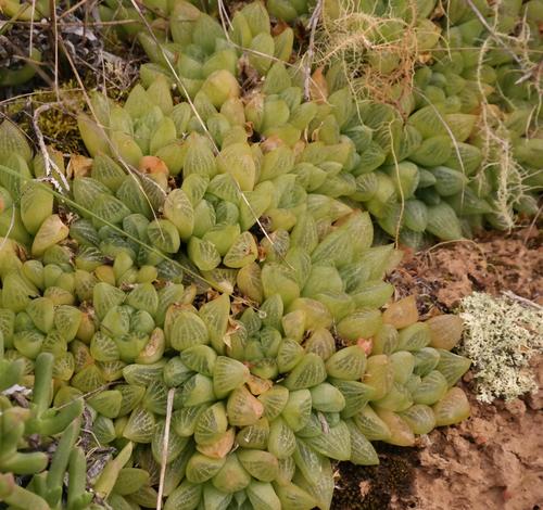 Haworthia turgida Haw. 3