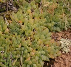 Haworthia turgida