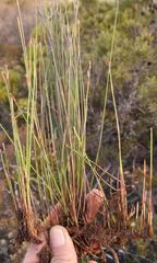 Hypodiscus procurrens