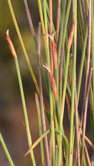 Hypodiscus procurrens