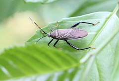 Notobitus meleagris