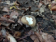 Amanita pantherina