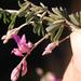 Indigofera Calcarea Ms - Photo (c) Nick Helme, some rights reserved (CC BY-SA), uploaded by Nick Helme