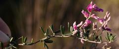 Indigofera sp11