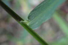 Panicum aequinerve