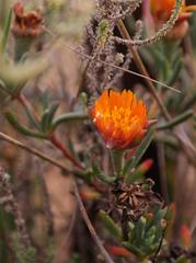 Lampranthus fergusoniae