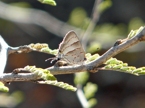 Hemiolaus maryra