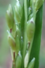 Panicum aequinerve