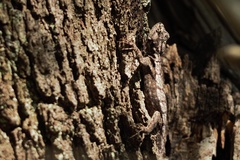 Tropidurus spinulosus