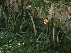 Sansevieria zeylanica