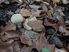 Amanita pantherina