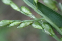 Panicum aequinerve