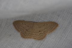 Scopula axiotis