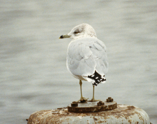 Gaviota de Delaware (Larus delawarensis)