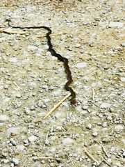 Dendrophidion percarinatum