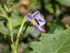 Amphylaeus obscuriceps