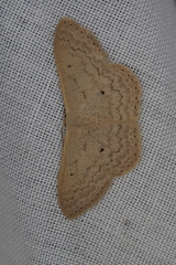 Scopula axiotis