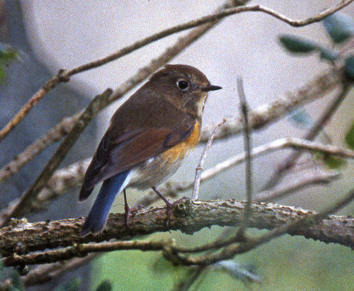 Ruiseñor coliazul (Tarsiger cyanurus)