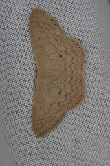 Scopula axiotis