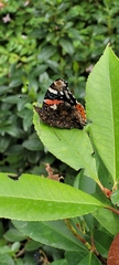 Vanessa atalanta