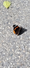 Vanessa atalanta
