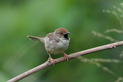 Trilling Cisticola (Cisticola woosnami), photo 2