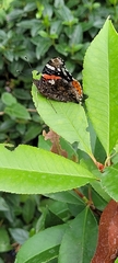 Vanessa atalanta