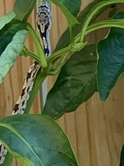 Pantherophis alleghaniensis
