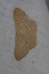 Scopula axiotis