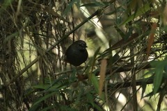 Synallaxis cinerascens