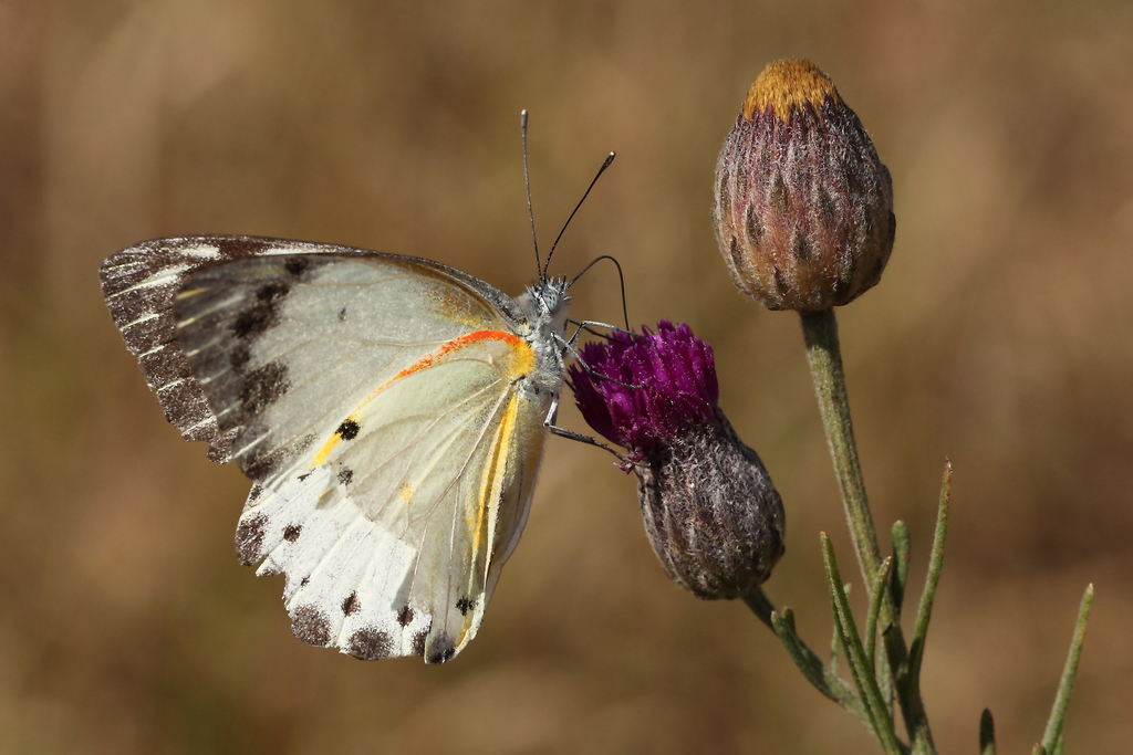 Red-edged White