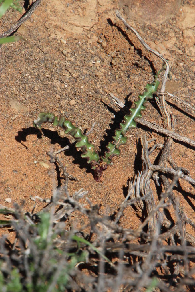 Albuca crispa, Kariegasfontein 3225_2376: Central Vlakte