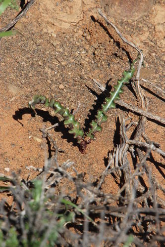 Albuca crispa