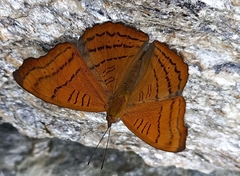Pseudergolis wedah