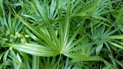 Thrinax radiata