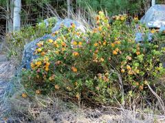 Liparia splendens comantha