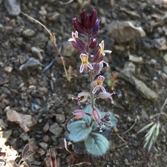 Streptanthus hispidus