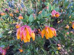 Liparia splendens comantha